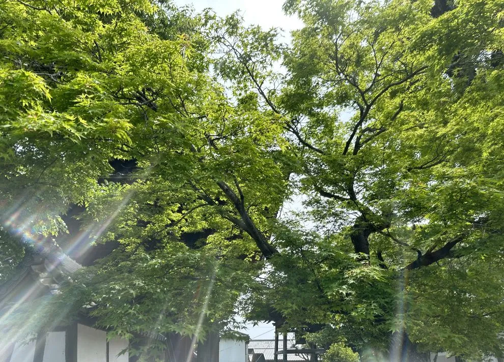 岡崎市の本光寺の風景。緑豊かで太陽の木漏れ日がさしています