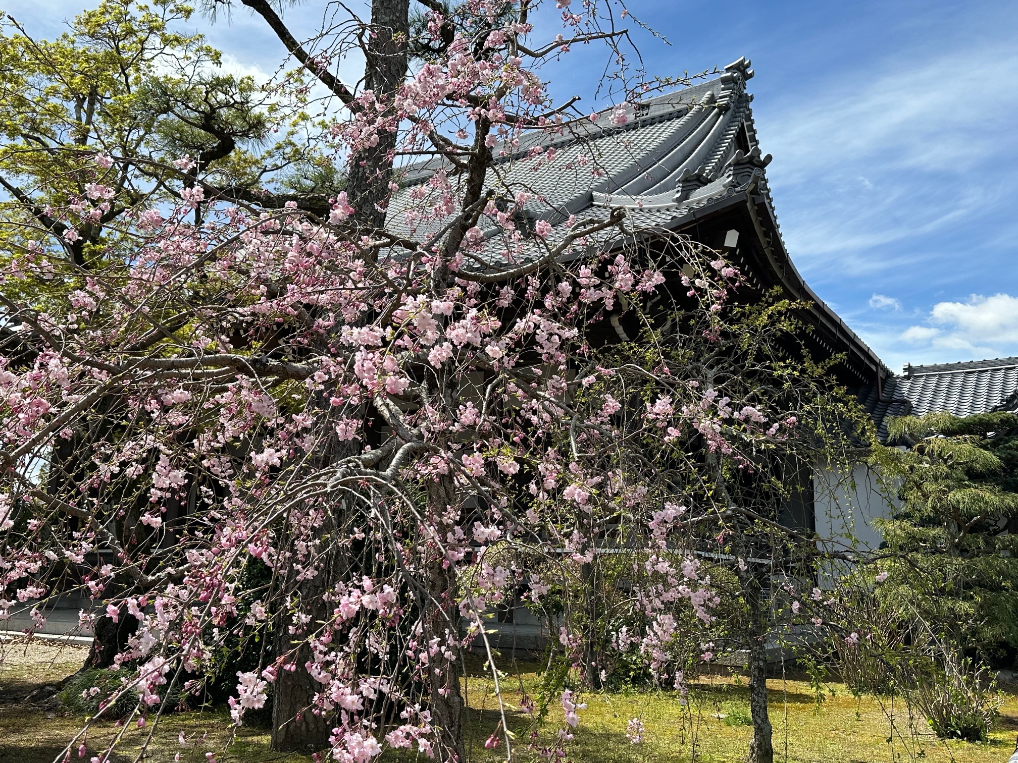 本光寺　マルシェ　桜